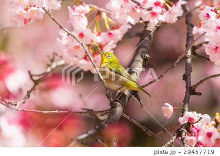 メジロ 寒桜 メジロ 寒桜 29457719