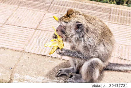 Monkey eating banana Monkey eating banana 29457724