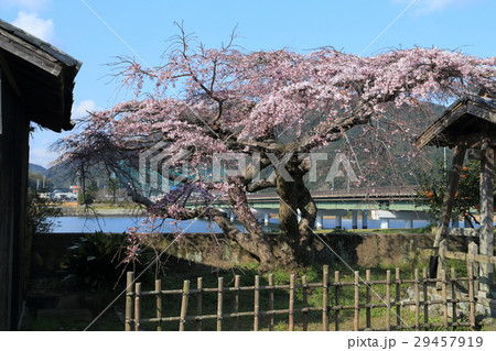萩　平安古　枝垂れ桜 29457919