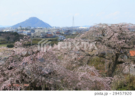 萩　南明寺　糸桜 29457920