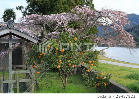 萩　平安古　枝垂れ桜 29457923