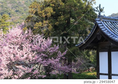 萩　東光寺　陽光桜 29458047