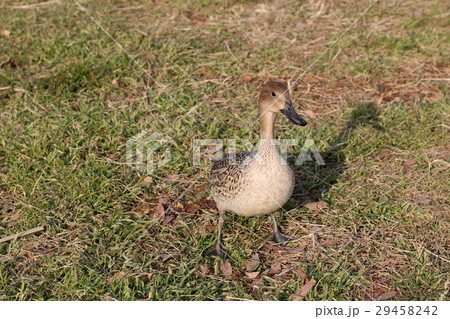 かわいいカモ 29458242