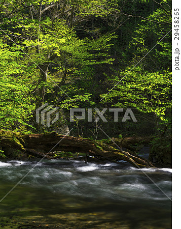 流木と奥入瀬渓流（青森県）の写真素材 [29458265] - PIXTA