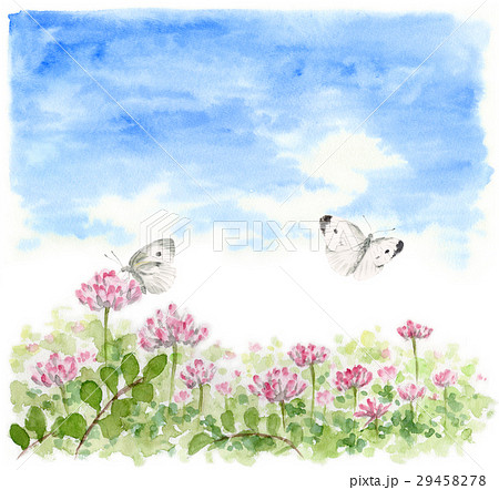 レンゲ畑とモンシロチョウ レンゲ畑とモンシロチョウ 29458278
