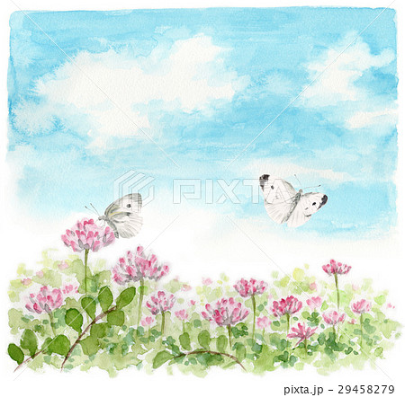 レンゲ畑とモンシロチョウ 29458279