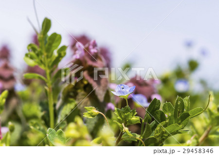 春の小さな野の花 春の小さな野の花 29458346
