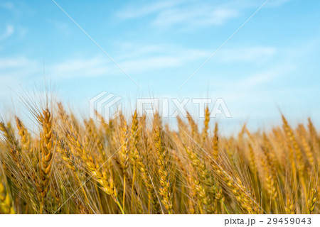 小麦畑 小麦畑 29459043