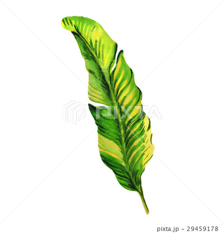 Tropical Hawaii leaves palm tree in a watercolor 29459178