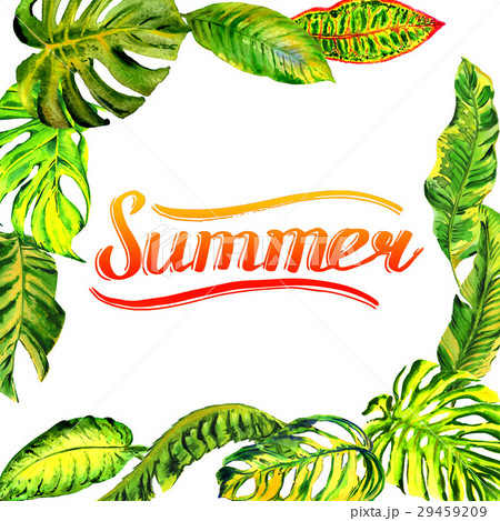Tropical Hawaii leaves palm tree frame in a 29459209