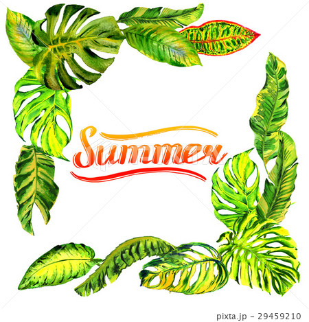 Tropical Hawaii leaves palm tree frame in a 29459210