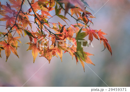 楓 カエデ メープル 29459371