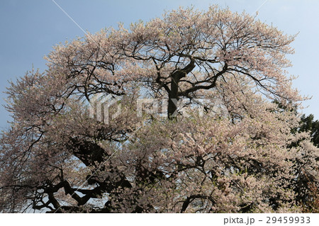 中曽根の権現桜 29459933