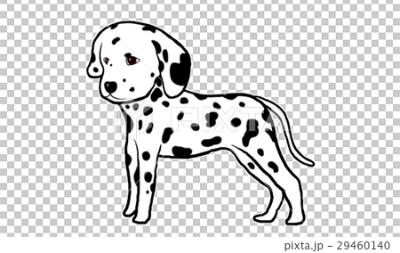 Dalmatian Dalmatian 29460140