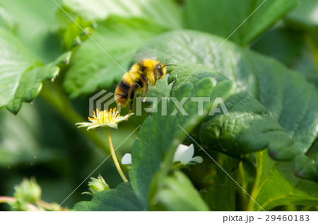 いちご畑で受粉にはげむクロマルハナバチ いちご畑で受粉にはげむクロマルハナバチ 29460183