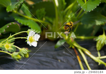 いちご畑で受粉にはげむクロマルハナバチ 29460184