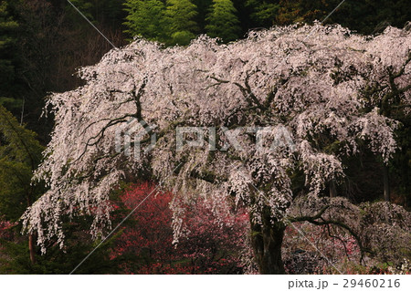 黒船桜 29460216