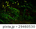 蛍 ホタル ほたる 29460530