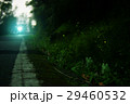 蛍 ホタル ほたる 29460532