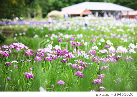 北海道 八紘学園 花菖蒲園 北海道 八紘学園 花菖蒲園 29461020