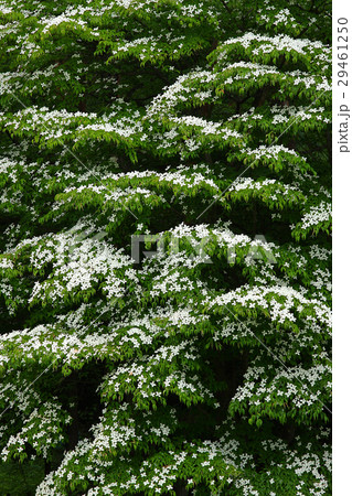 ヤマボウシ 29461250