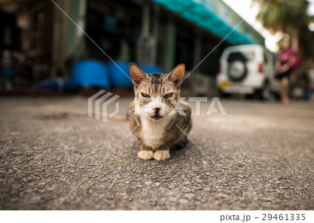 猫写真 石垣島にいたかわいいけど怒っている?野生のネコ 猫写真 石垣島にいたかわいいけど怒っている?野生のネコ 29461335