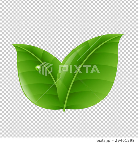 Green Leaves 29461598