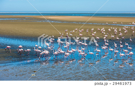 Flock of flamingos at Walvis Bay, Namibia 29461973