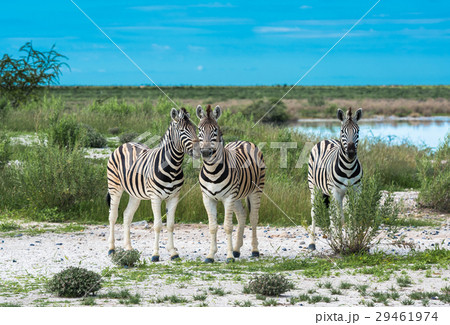 Zebras in Etosha national park, Namibia 29461974