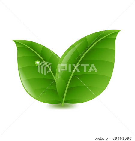 Green Leaves 29461990