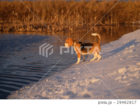 The Beagle at the spring walk at sunset The Beagle at the spring walk at sunset 29462817