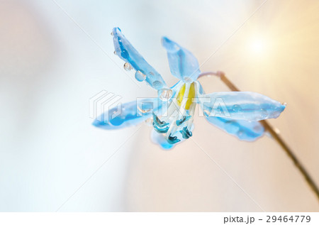 Blue blossom flower spring snowdrop Scilla Squill 29464779