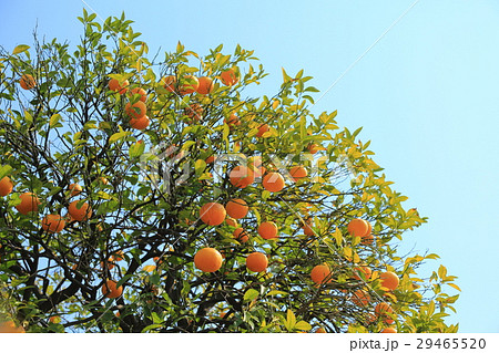オレンジ色の夏みかん オレンジ色の夏みかん 29465520