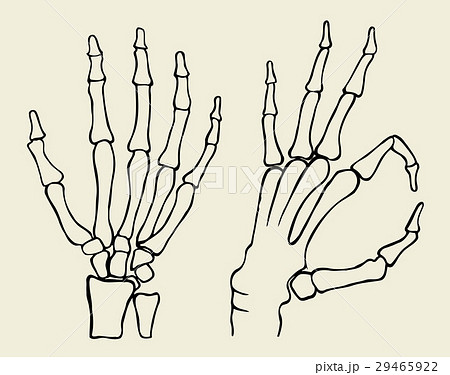 Set Of Skeleton Handのイラスト素材