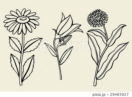 Calendula flower isolated 29465927