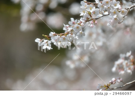 桜の幻想 29466097