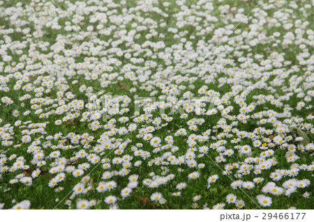 White daisies on meadow 29466177