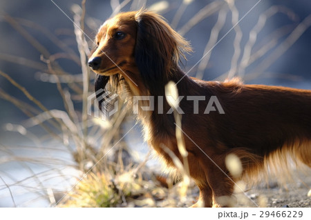 何かを発見した犬　犬① 29466229