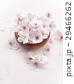 桜の花 29466262