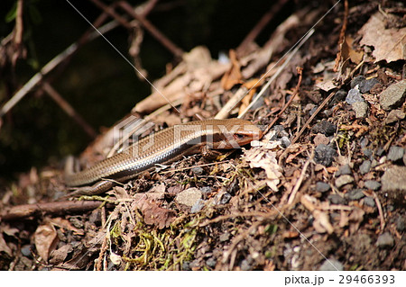ヒガシニホントカゲ 29466393