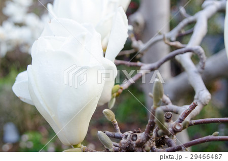 木蓮 木蓮 29466487