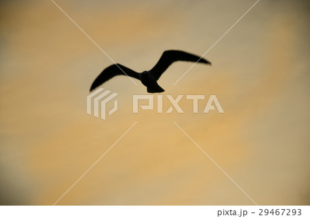 Blurry silhouette of a gull flying Blurry silhouette of a gull flying 29467293