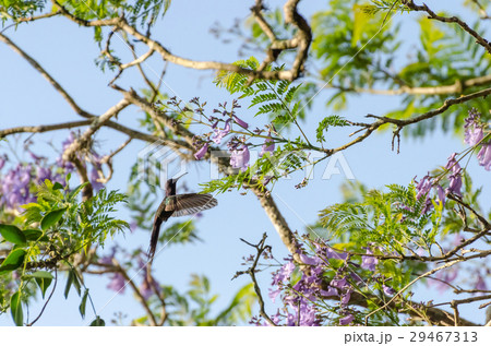 Hummingbird in flight in Minas Gerais, Brazil 29467313