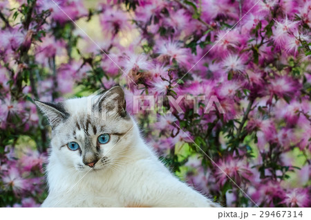 Cute cat with blue eyes playing around 29467314