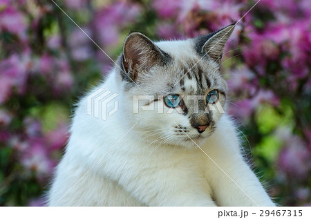 Cute cat with blue eyes playing around Cute cat with blue eyes playing around 29467315