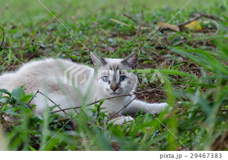 Cute cat with blue eyes playing around 29467383