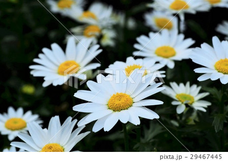 クリサンセマム 29467445