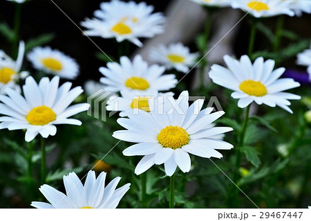 クリサンセマム 29467447