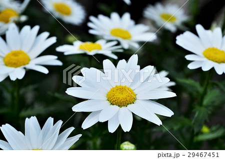 クリサンセマム 29467451