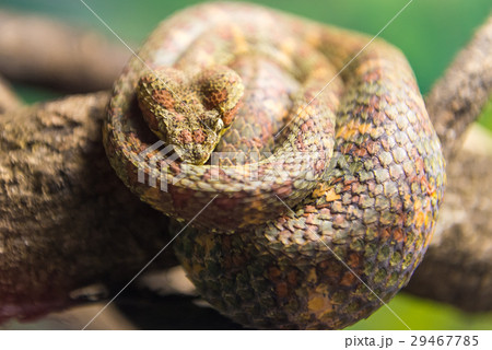 Eyelash Viper (Bothriechis Schlegelii) slithering Eyelash Viper (Bothriechis Schlegelii) slithering 29467785